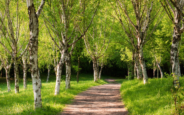 Forest path trees bushes sunlight free wallpaper for desktop - medium preview image
