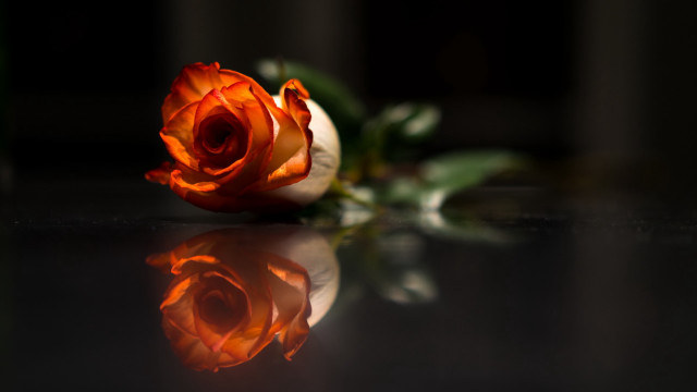 Orange rose reflection dark background free wallpaper for desktop - medium preview image