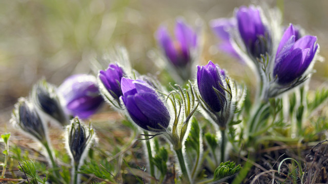 Purple flowers macro blurry background free wallpaper for desktop - medium preview image