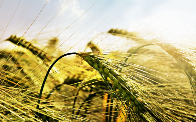 Wheat field blue sky clouds #21 free wallpaper for desktop - medium preview image