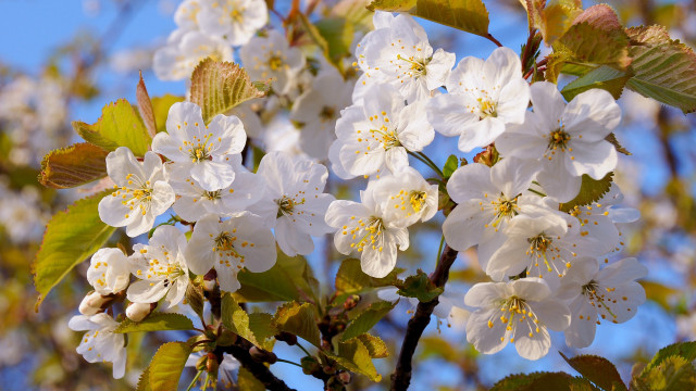White flower tree blurry background free wallpaper for desktop - medium preview image