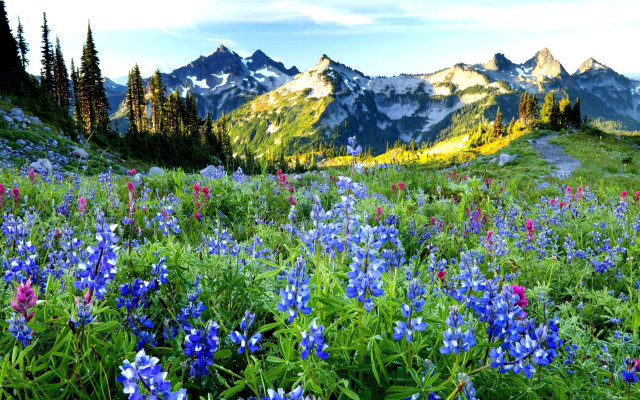 Wildflower mountain scene blue flowers free wallpaper for desktop - medium preview image