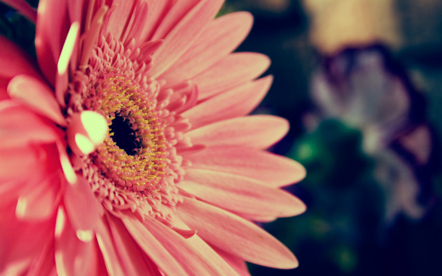 Pink flower yellow center blurry free wallpaper for desktop - medium preview image