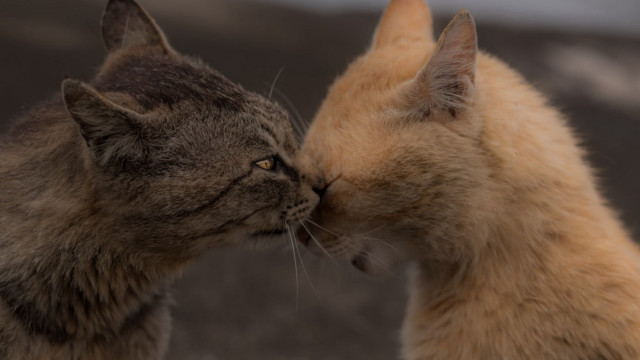 Cats grass dirt sky microscopic free wallpaper for desktop - medium preview image