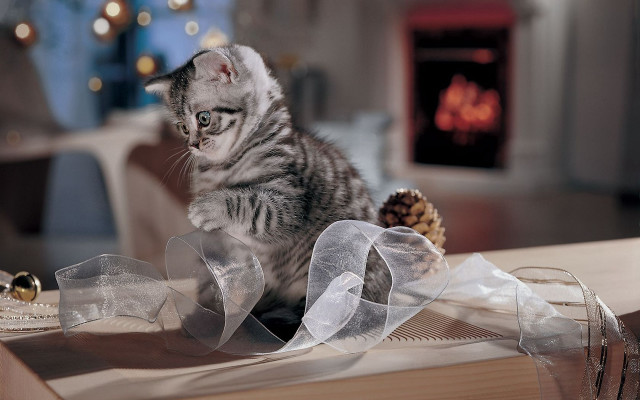 Kitten ribbon pinecones netart cute free wallpaper for desktop - medium preview image