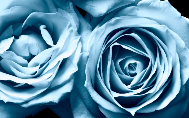 Blue roses closeup black background free wallpaper for desktop - medium preview image