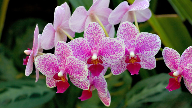 Pink flowers white spots green free wallpaper for desktop - medium preview image