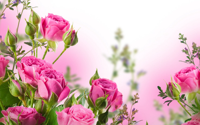 Pink roses vase blurry flower #2 free wallpaper for desktop - medium preview image