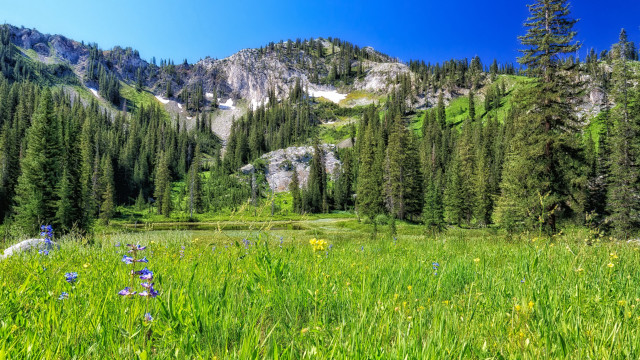 Wildflowers trees mountainside blue sky free wallpaper for desktop - medium preview image