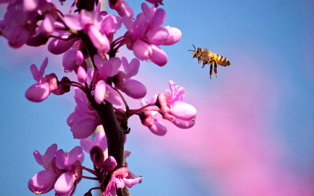 Bee purple flower blue sky #3 free wallpaper for desktop - medium preview image