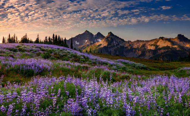 Flower field mountains sunset cloudy free wallpaper for desktop - medium preview image