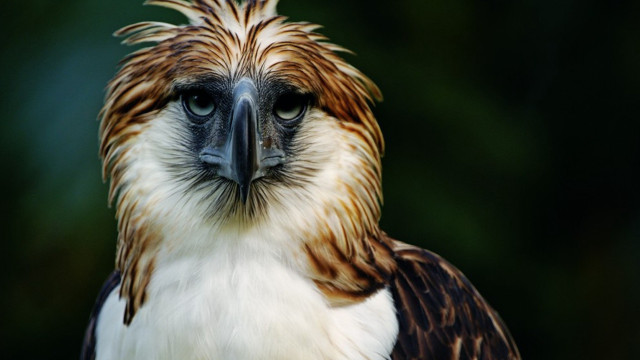Bird of prey closeup male free wallpaper for desktop - medium preview image