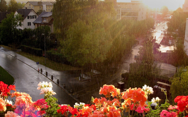 Flower garden street rain city free wallpaper for desktop - medium preview image