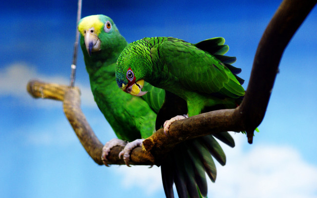 Green parrots branch blue sky free wallpaper for desktop - medium preview image
