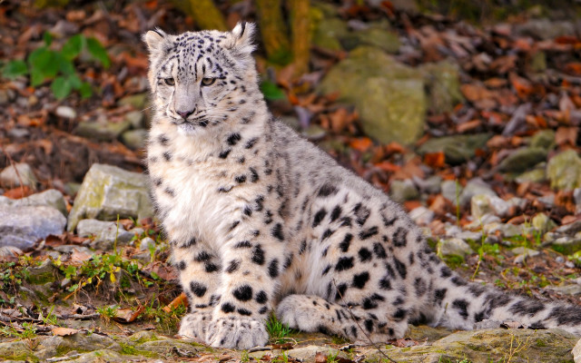 Snow leopard leaves rocks woods free wallpaper for desktop - medium preview image