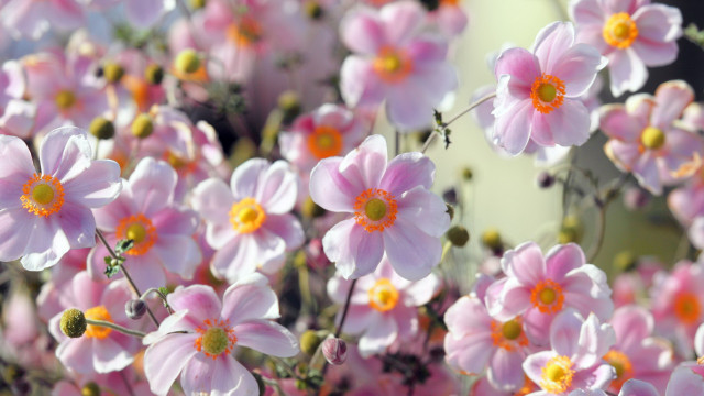 Pink flowers yellow centers garden free wallpaper for desktop - medium preview image