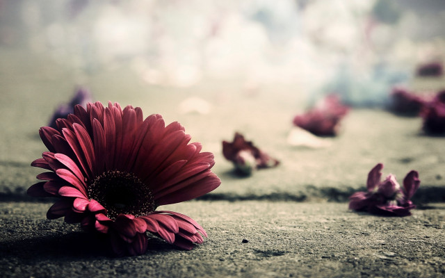 Flower ground wall petals romanticism free wallpaper for desktop - medium preview image