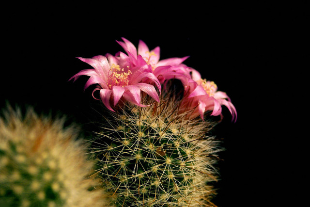 Cactus pinkflower macro blackbackground blurry free wallpaper for desktop - medium preview image