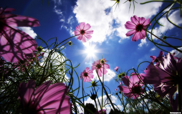 Pink flowers sunny clouds blue free wallpaper for desktop - medium preview image