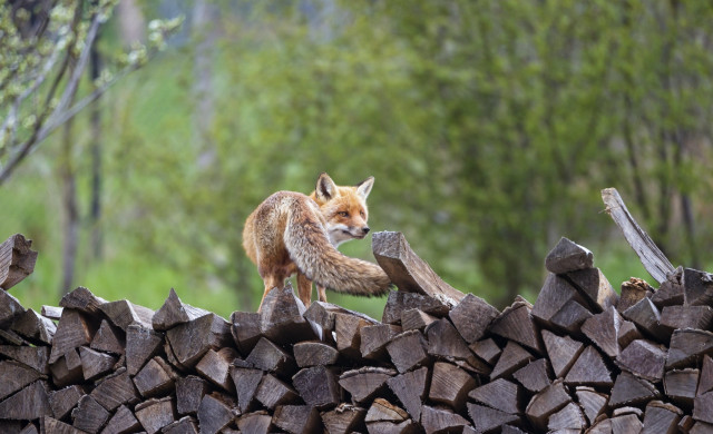 Fox wood pile forest nature free wallpaper for desktop - medium preview image