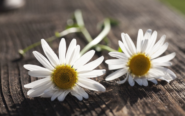 Two white flowers wooden table free wallpaper for desktop - medium preview image