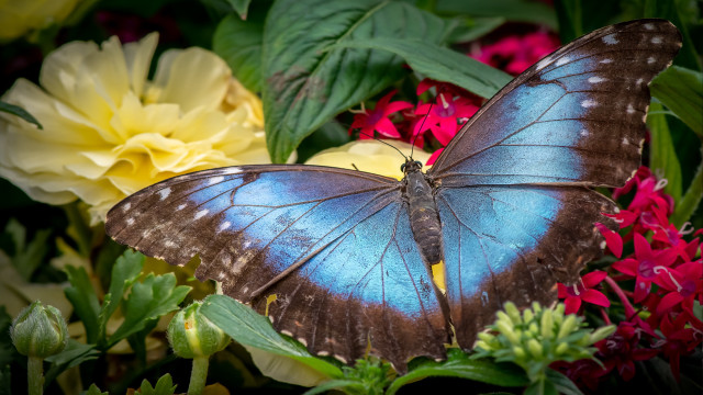 Blue butterfly flower field nature free wallpaper for desktop - medium preview image