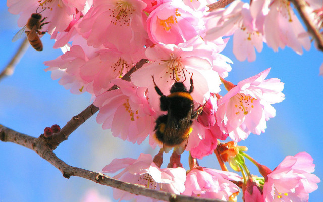 Bee pink flower branch blue free wallpaper for desktop - medium preview image