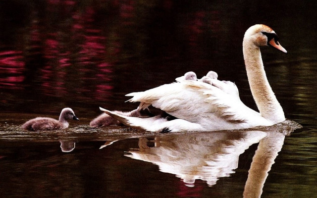 Swan babies pond red background free wallpaper for desktop - medium preview image