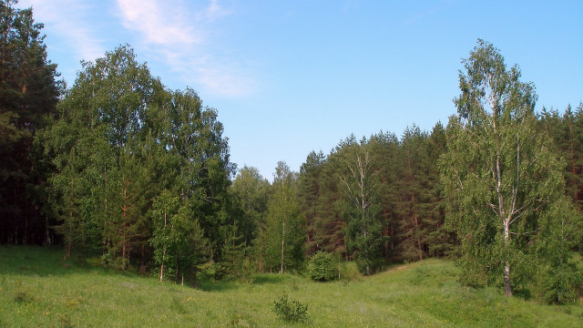 Grassy field trees blue sky #2 free wallpaper for desktop - medium preview image