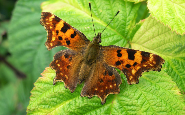 Brown black butterfly green leaves free wallpaper for desktop - medium preview image