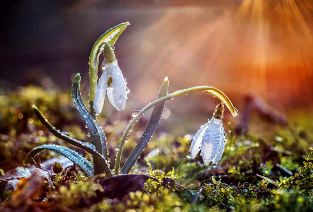 Water droplets plant sunshine snow free wallpaper for desktop - medium preview image