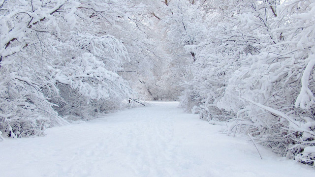 Snow covered path forest skier free wallpaper for desktop - medium preview image
