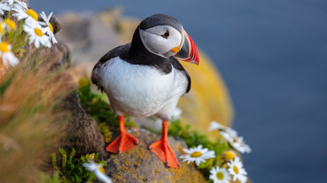 Bird red beak rock daisies #2 free wallpaper for desktop - medium preview image