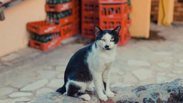 Black white cat rock wine free wallpaper for desktop - medium preview image