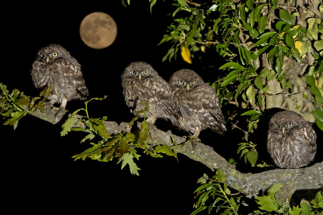 Owls night moon branch bamboo #2 free wallpaper for desktop - medium preview image