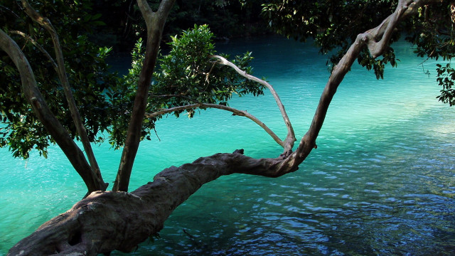 Tree water branch river australian free wallpaper for desktop - medium preview image