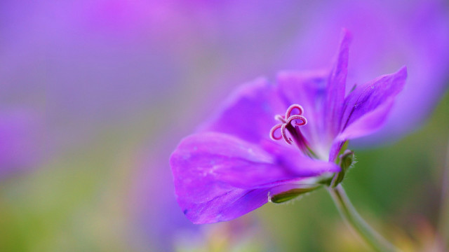 Purple flower green background macro #5 free wallpaper for desktop - medium preview image