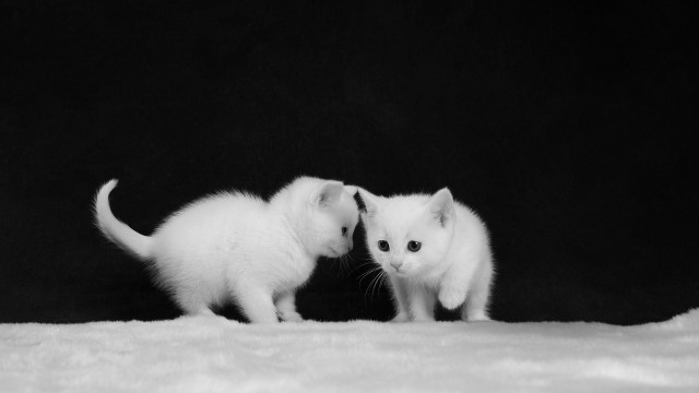 Two white kittens black background free wallpaper for desktop - medium preview image