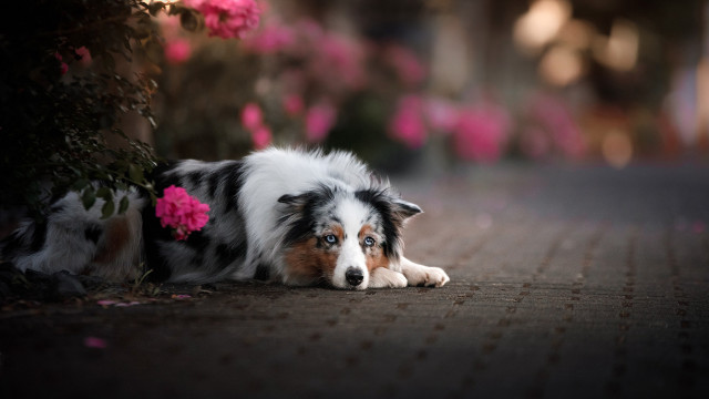 Dog pink flowers shiba inu free wallpaper for desktop - medium preview image