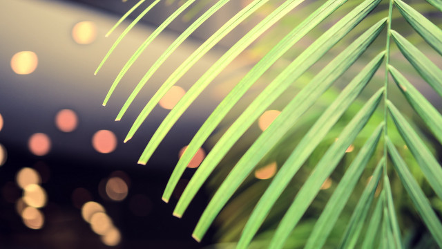 Palm tree bokeh moon lens free wallpaper for desktop - medium preview image