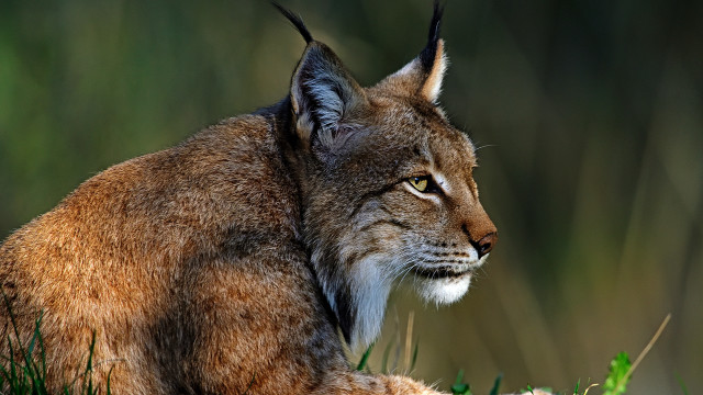 Cat closeup grass ears closed free wallpaper for desktop - medium preview image