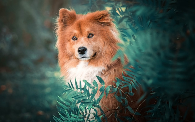 Sad dog bush blue eyes free wallpaper for desktop - medium preview image