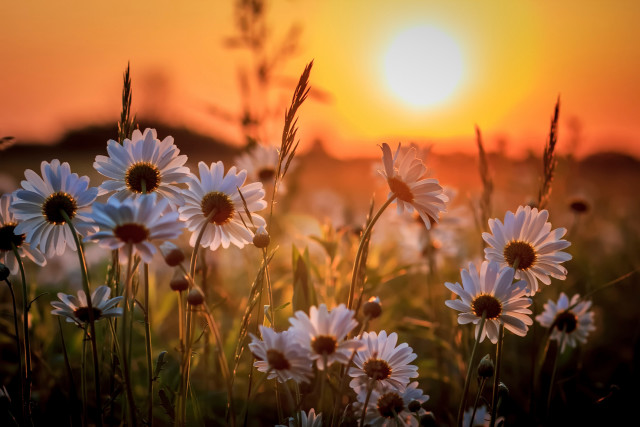 Daisy field sunset orange sky free wallpaper for desktop - medium preview image