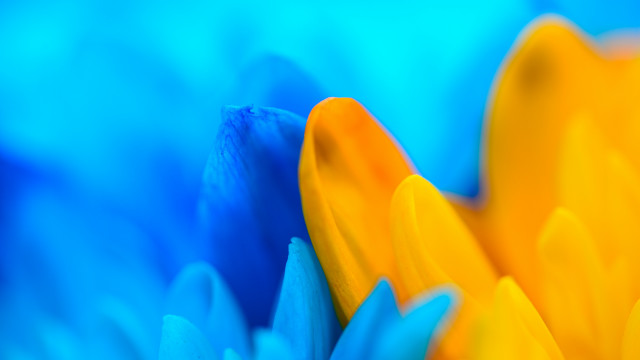 Blue yellow flower macro blurry free wallpaper for desktop - medium preview image
