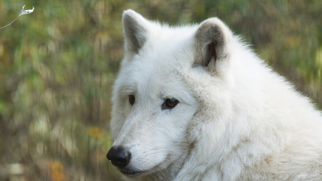 White wolf distant look trees free wallpaper for desktop - medium preview image