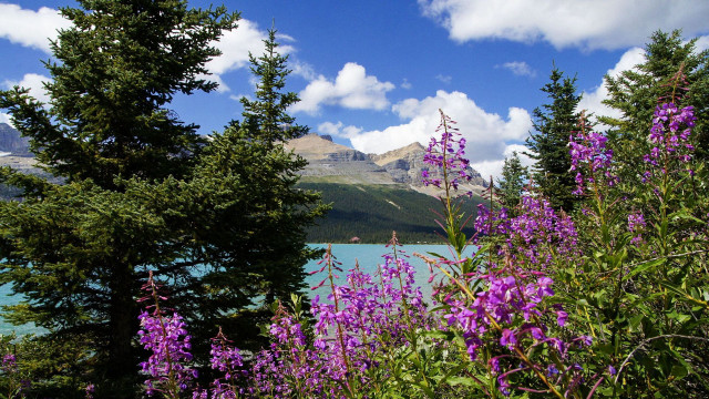 Lake trees purple flowers mountain free wallpaper for desktop - medium preview image