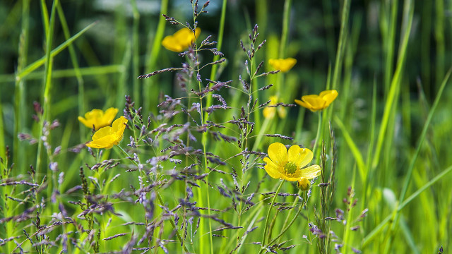 Yellow field butterfly ladybug sunlight free wallpaper for desktop - medium preview image