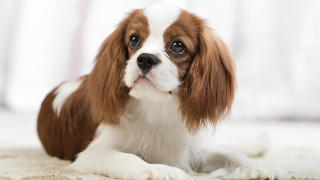 Small brown white dog window free wallpaper for desktop - medium preview image