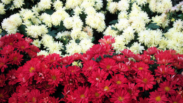 Red white flower bouquet garden free wallpaper for desktop - medium preview image