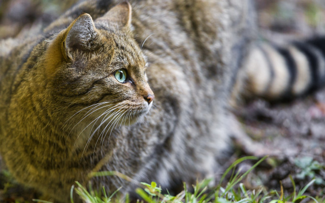 Cat green eyes walking grass free wallpaper for desktop - medium preview image